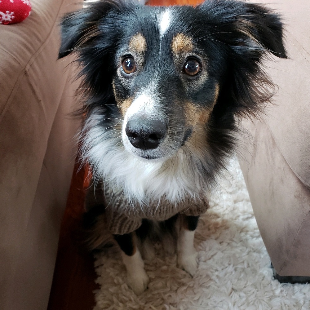 Meet your Posher, Shelby